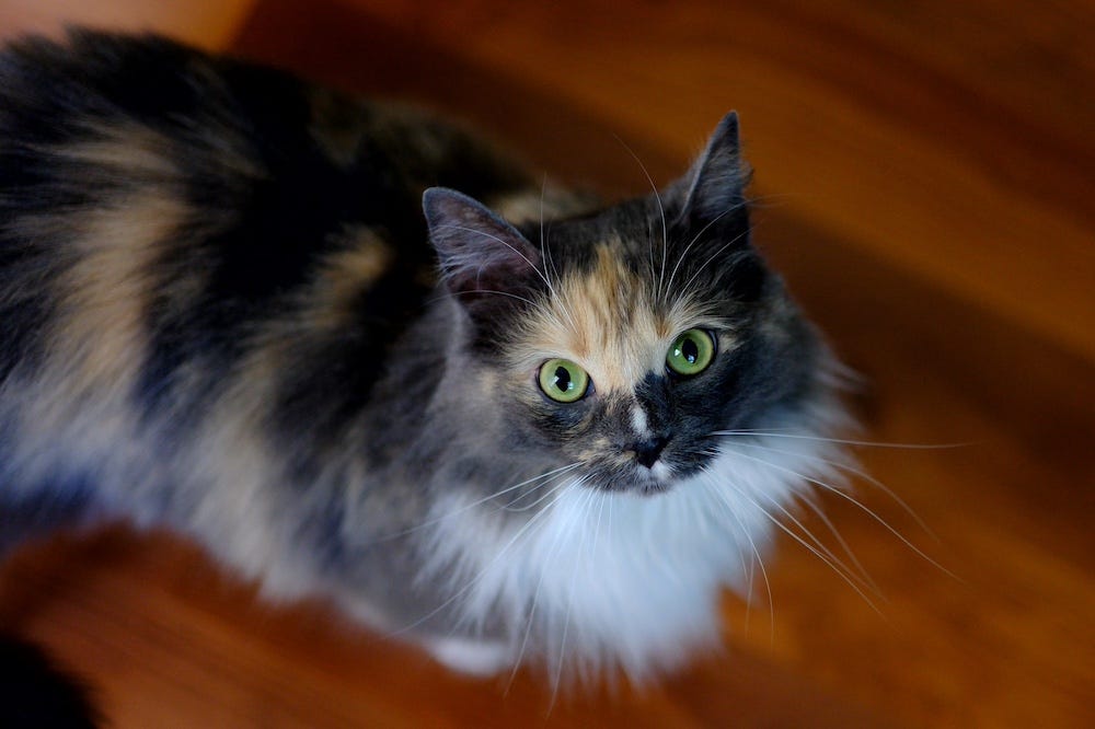 tortie Domestic Longhair cat