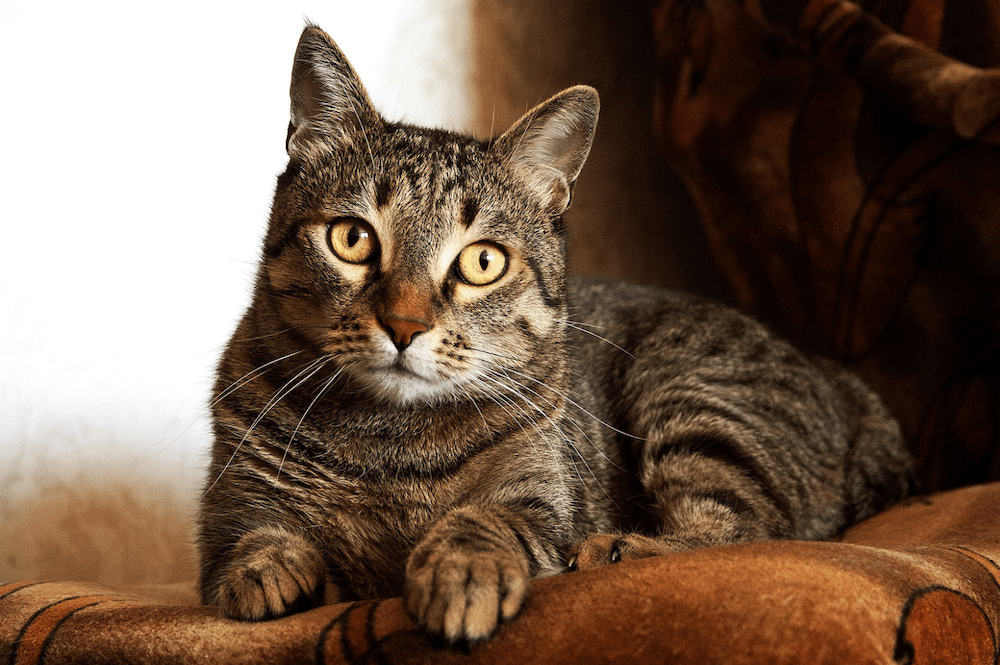Domestic Shorthair cat brown tabby