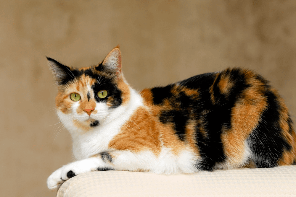 Domestic Shorthair cat calico