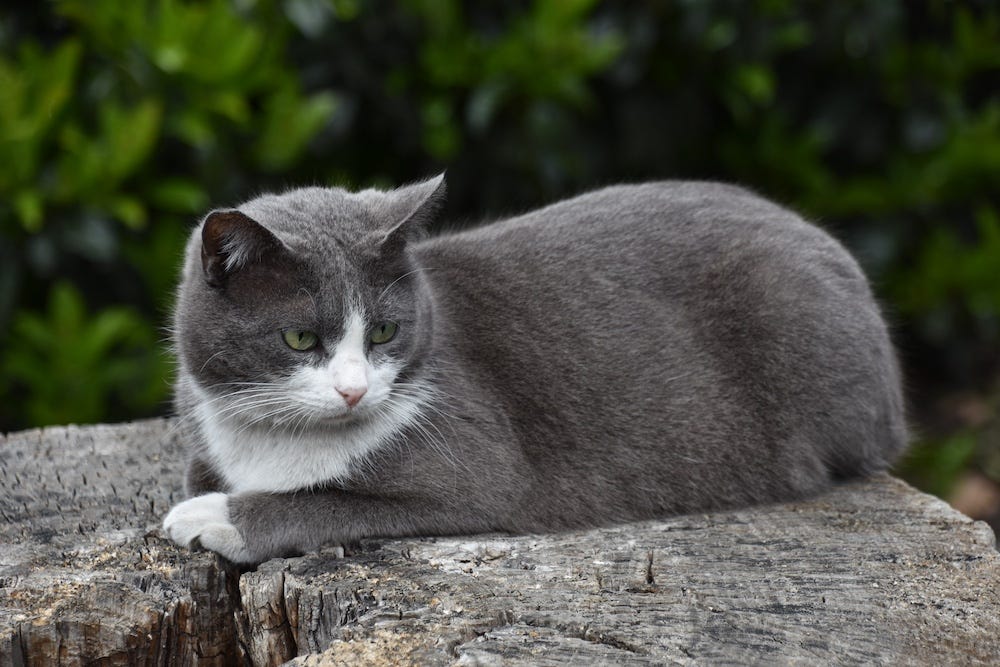 Domestic Shorthair cat grey tuxedo