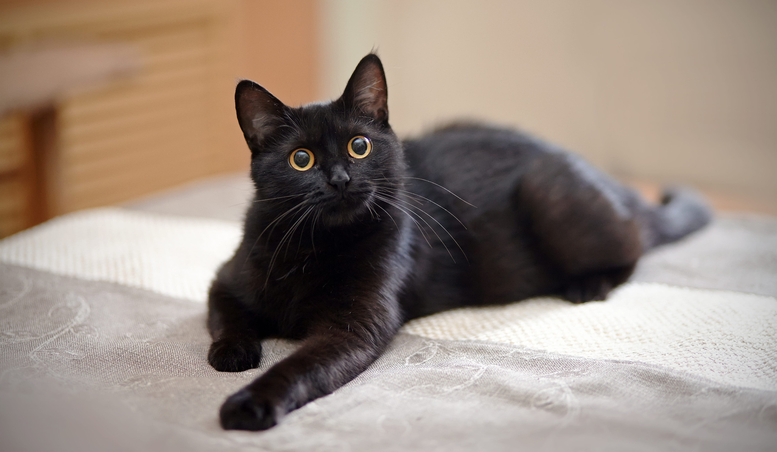 Domestic Shorthair cat solid black