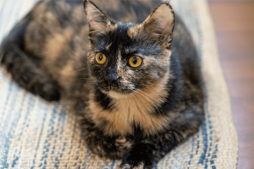 Domestic Shorthair cat tortie