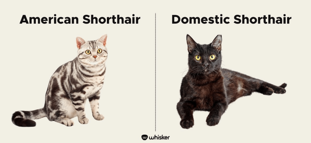 American Shorthair vs Domestic Shorthair cat infographic