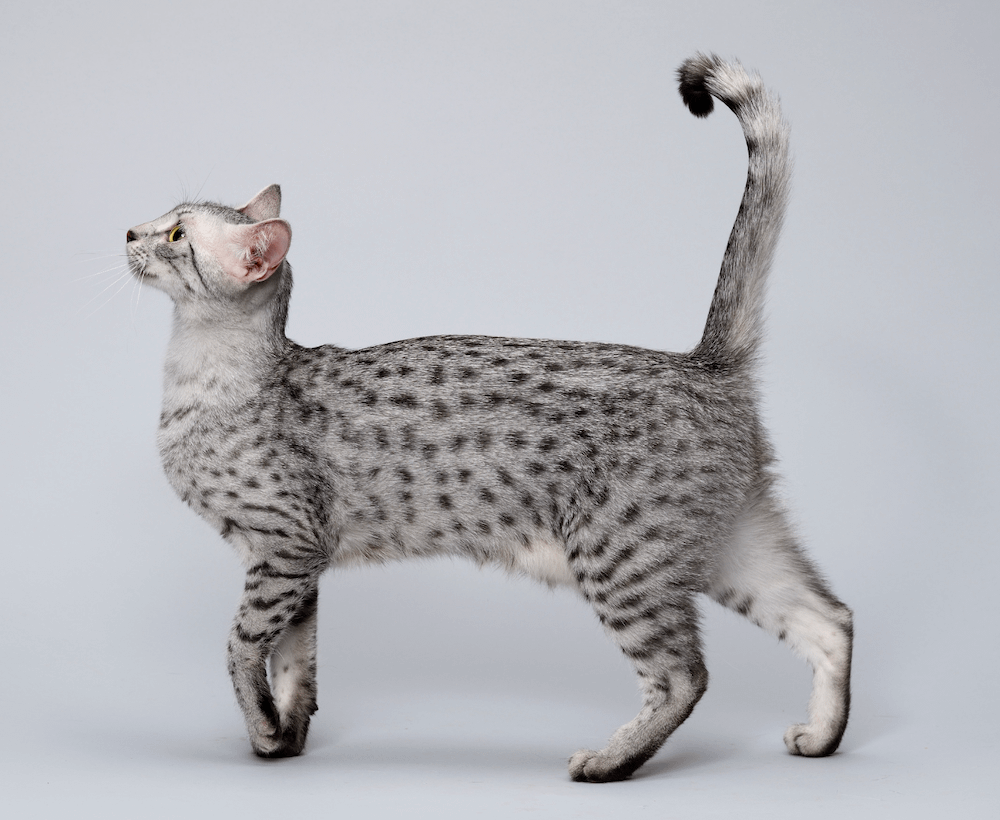 Egyptian Mau cat