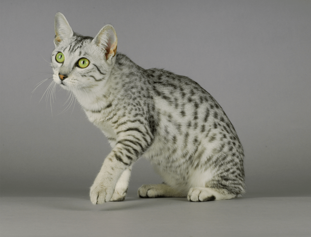 Egyptian Mau cat with green eyes