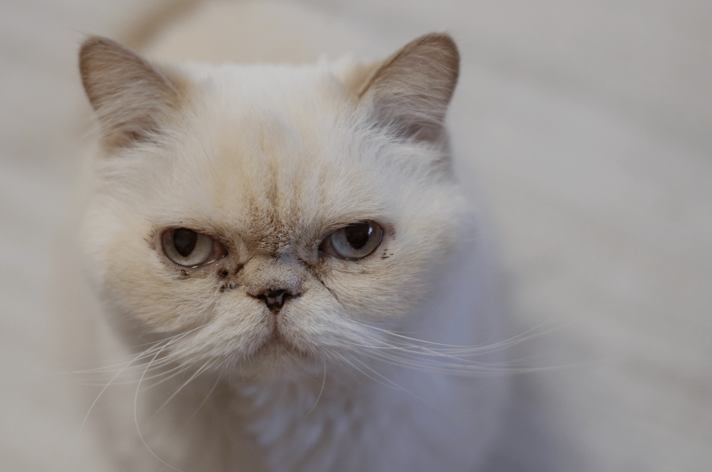 Exotic Shorthair cat with epiphora