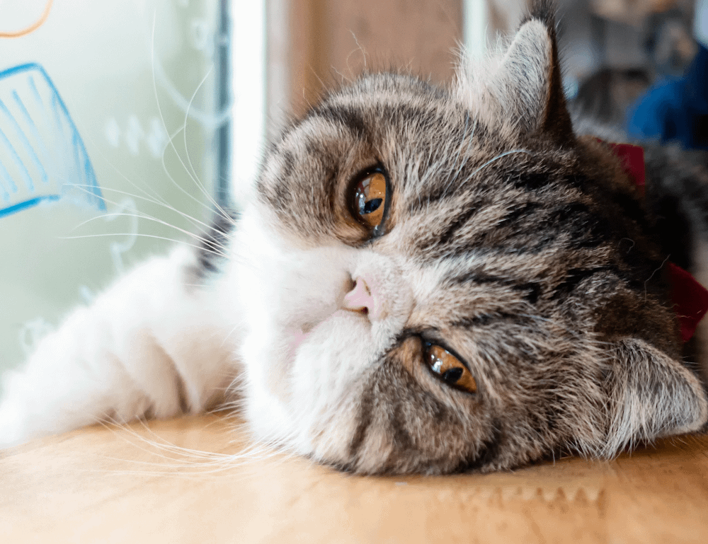 Exotic Shorthair - friendliest cat breeds