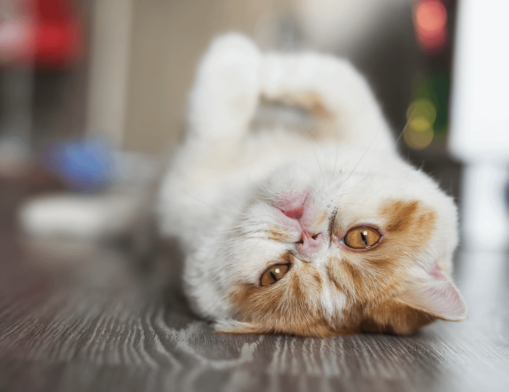 Exotic Shorthair calm cat breed