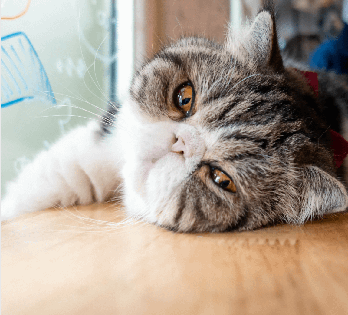 tabby Exotic Shorthair cat lying on side