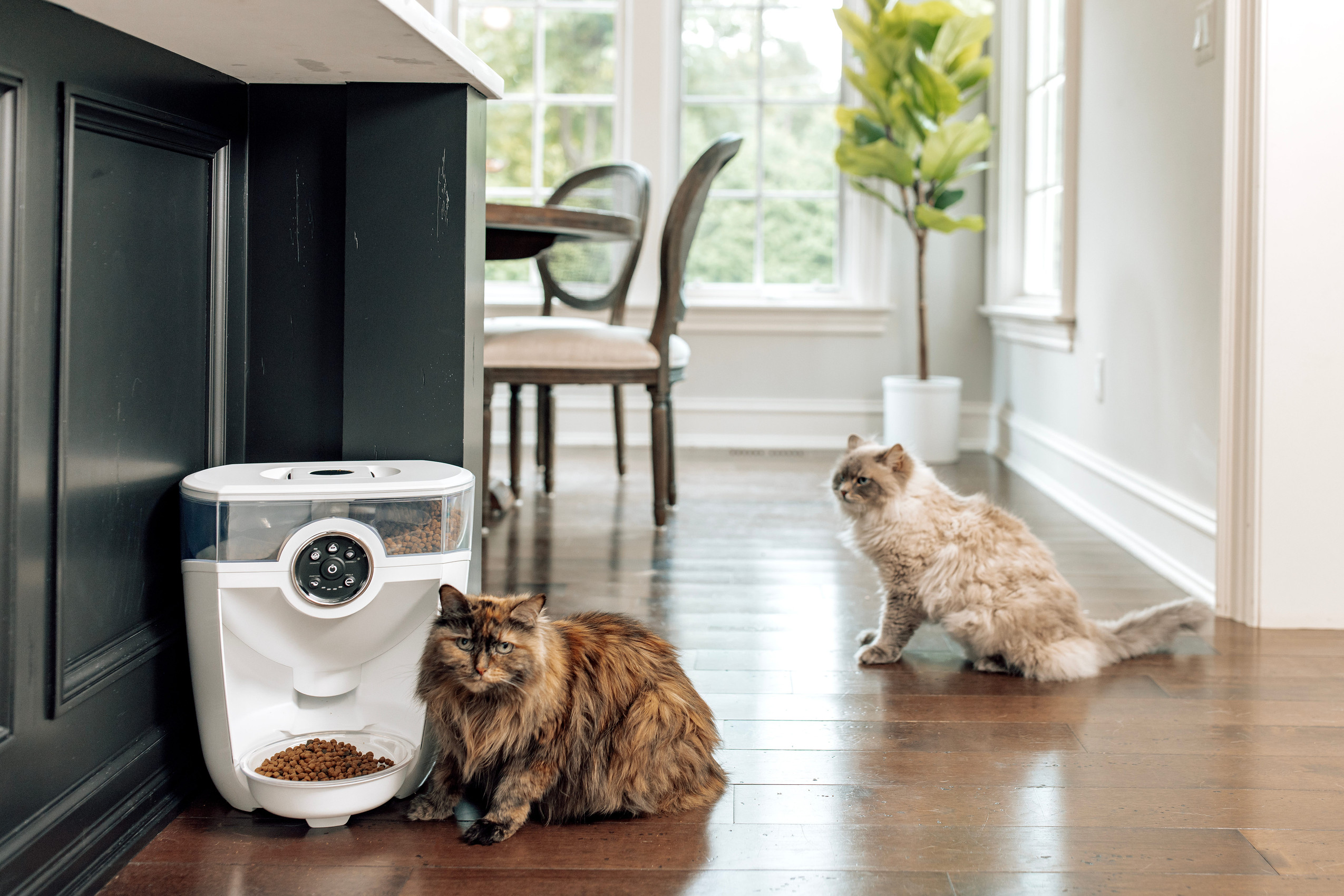 two Siberian cats with automatic cat feeder Feeder-Robot