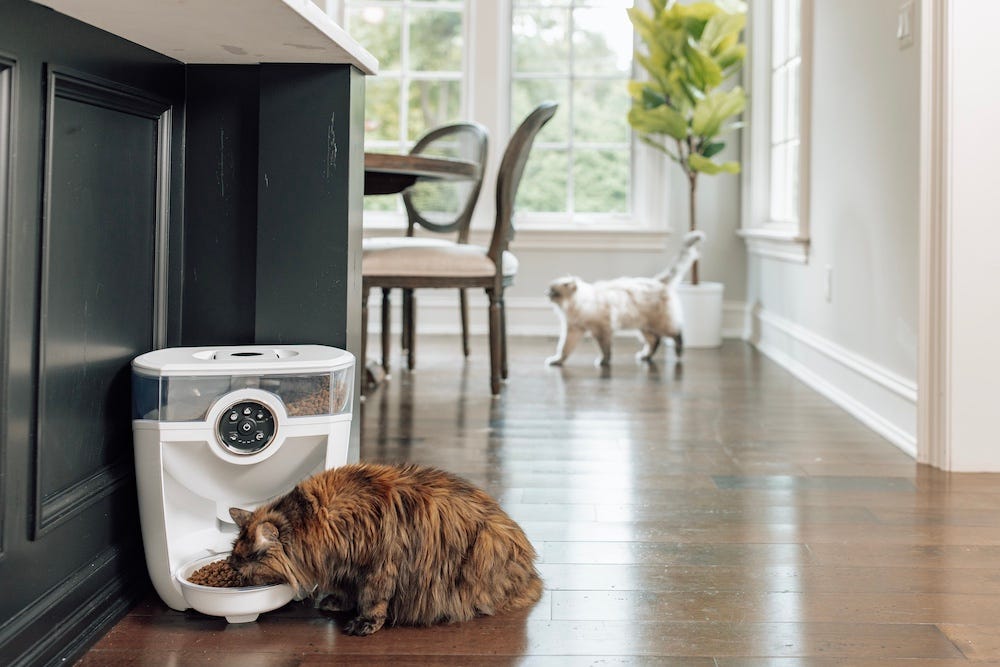 two Siberian cats with automatic cat feeder Feeder-Robot