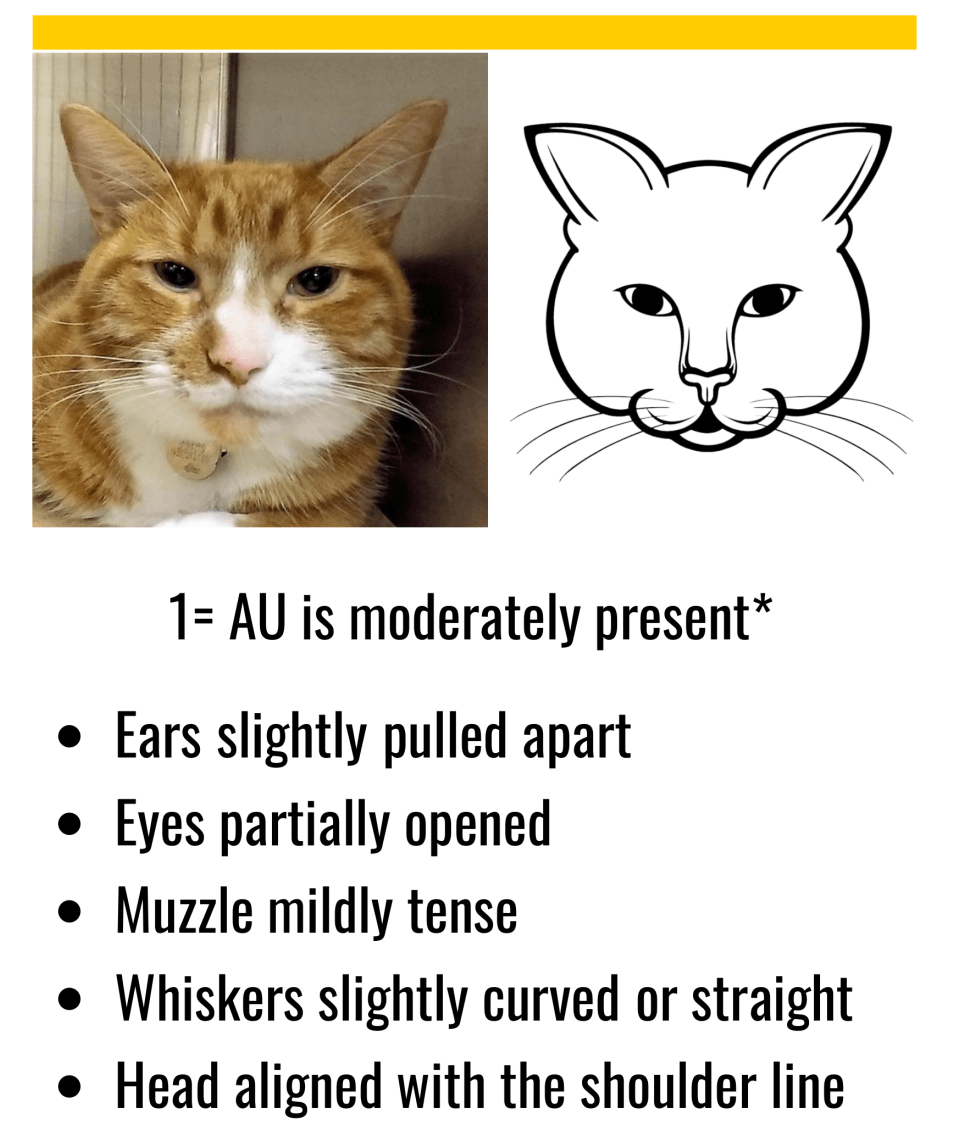 Feline Grimace Scale: mild moderate pain