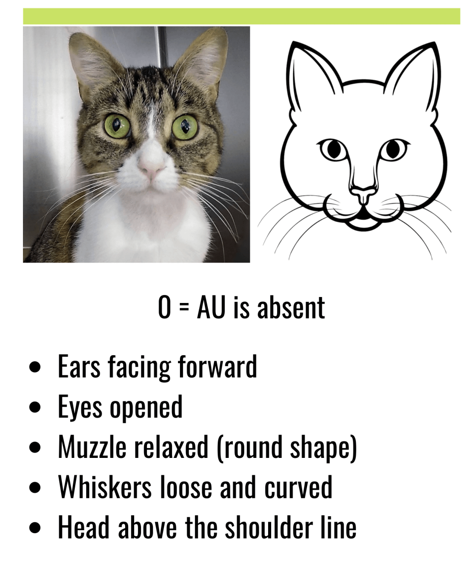 Feline Grimace Scale infographic: no pain