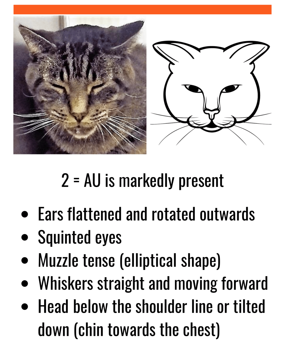 Feline Grimace Scale: moderate severe pain
