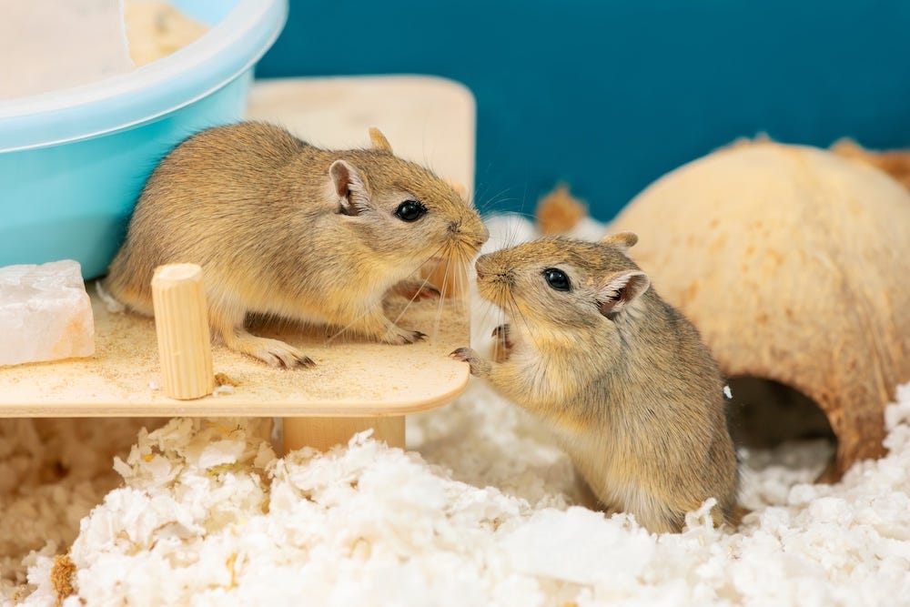 gerbils - best low maintenance pets