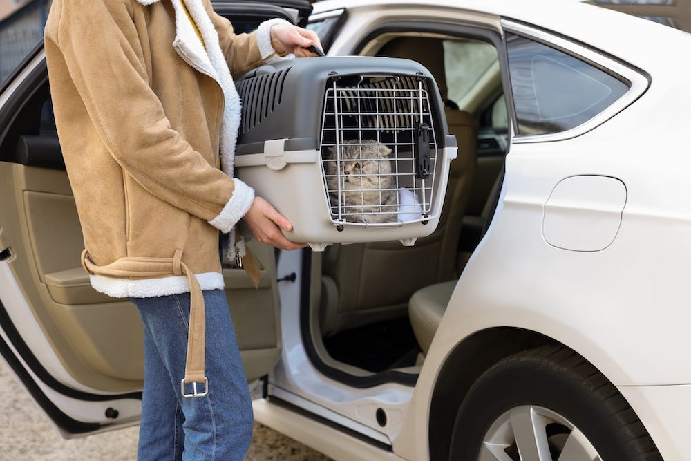 woman holding Scottish Fold cat in hard carrier for car travel