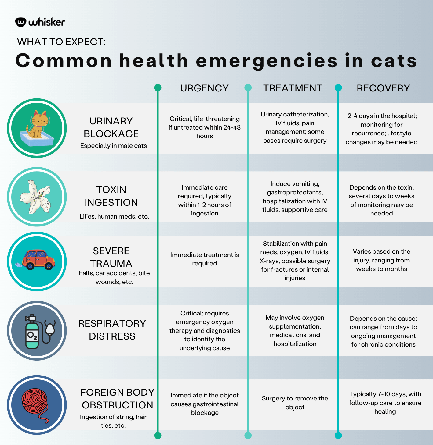 health-emergencies-in-cats-infographic-whisker