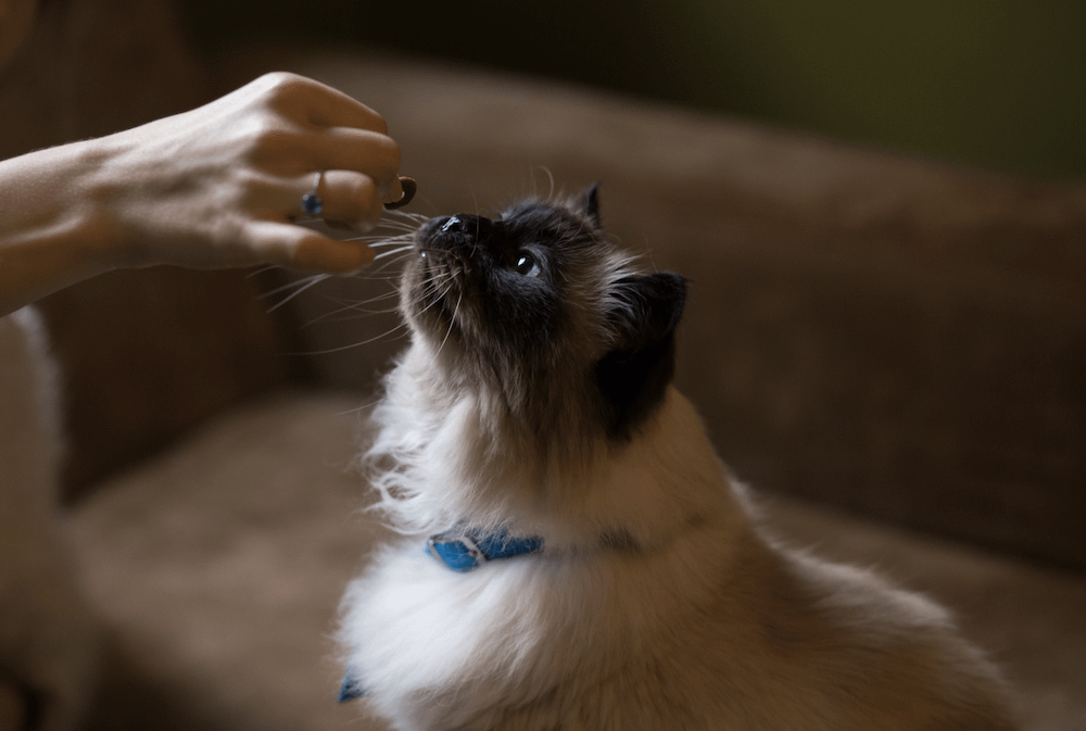 hand feeding Himalayan cat - friendliest cat breeds