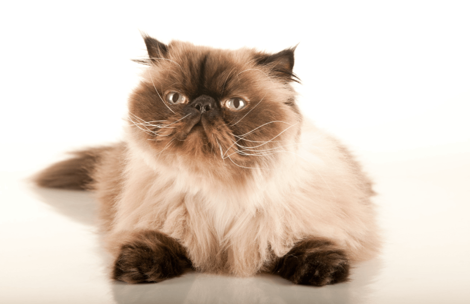 Himalayan cat with a chocolate point color