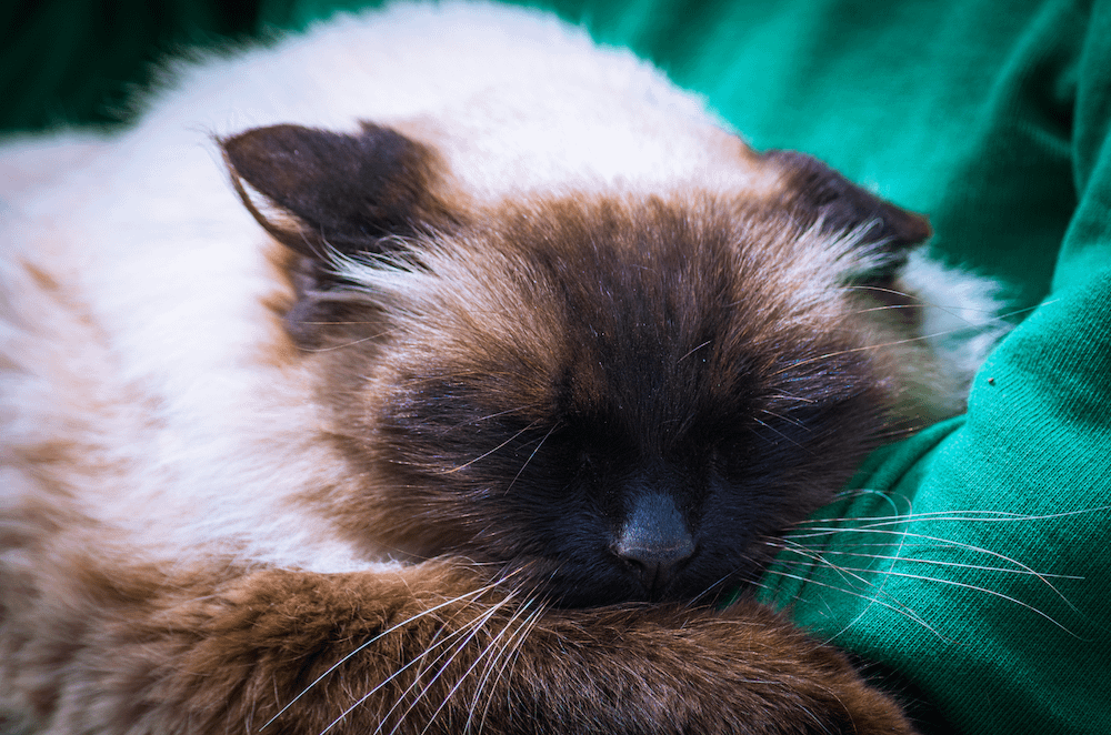 Himalayan cat sleeping - lazy cat breed