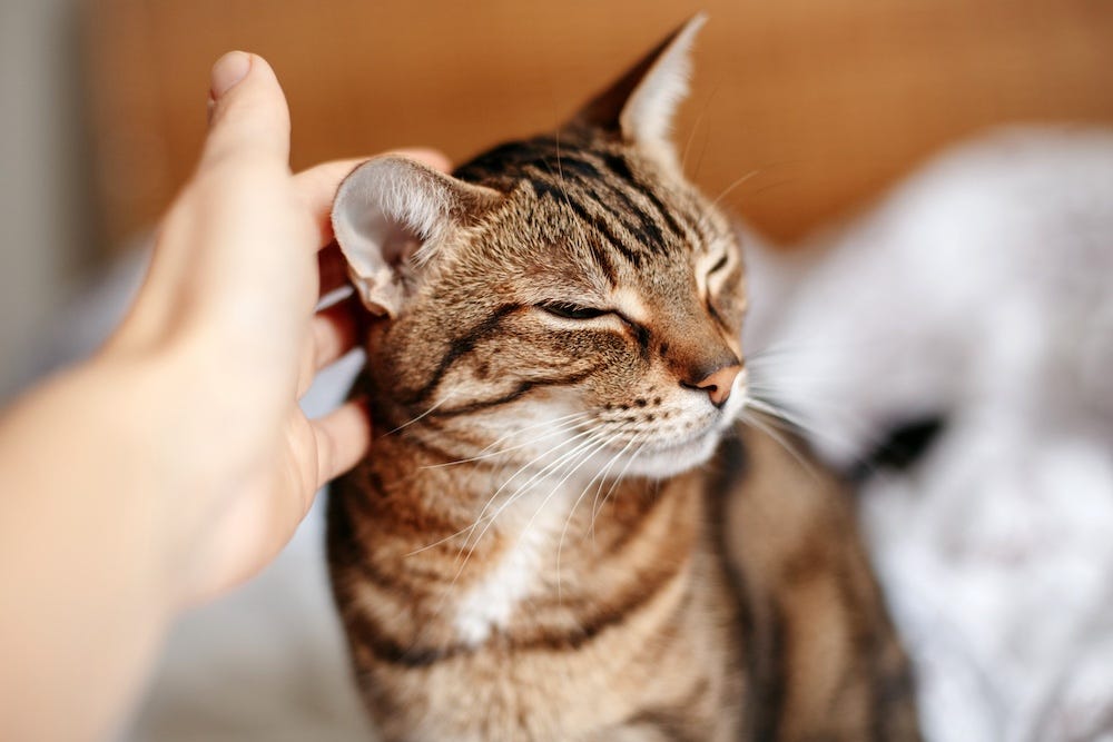 hand petting tabby cat's head