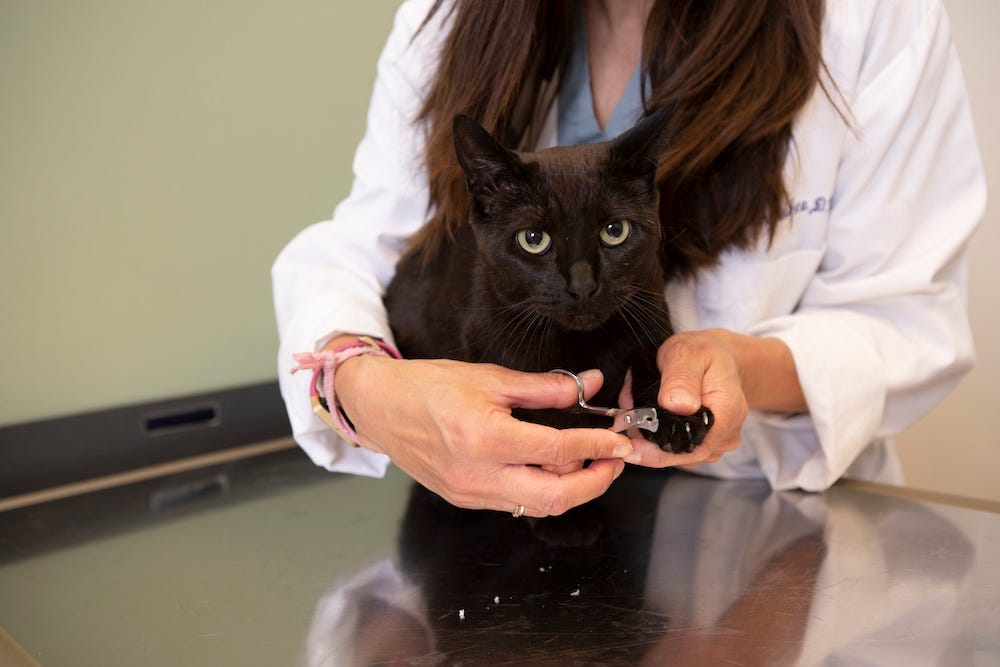how to hold a cat to cut their nails