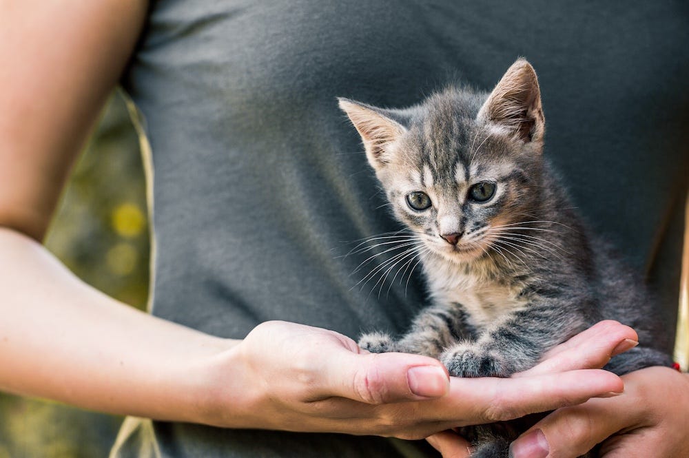how to hold a kitten
