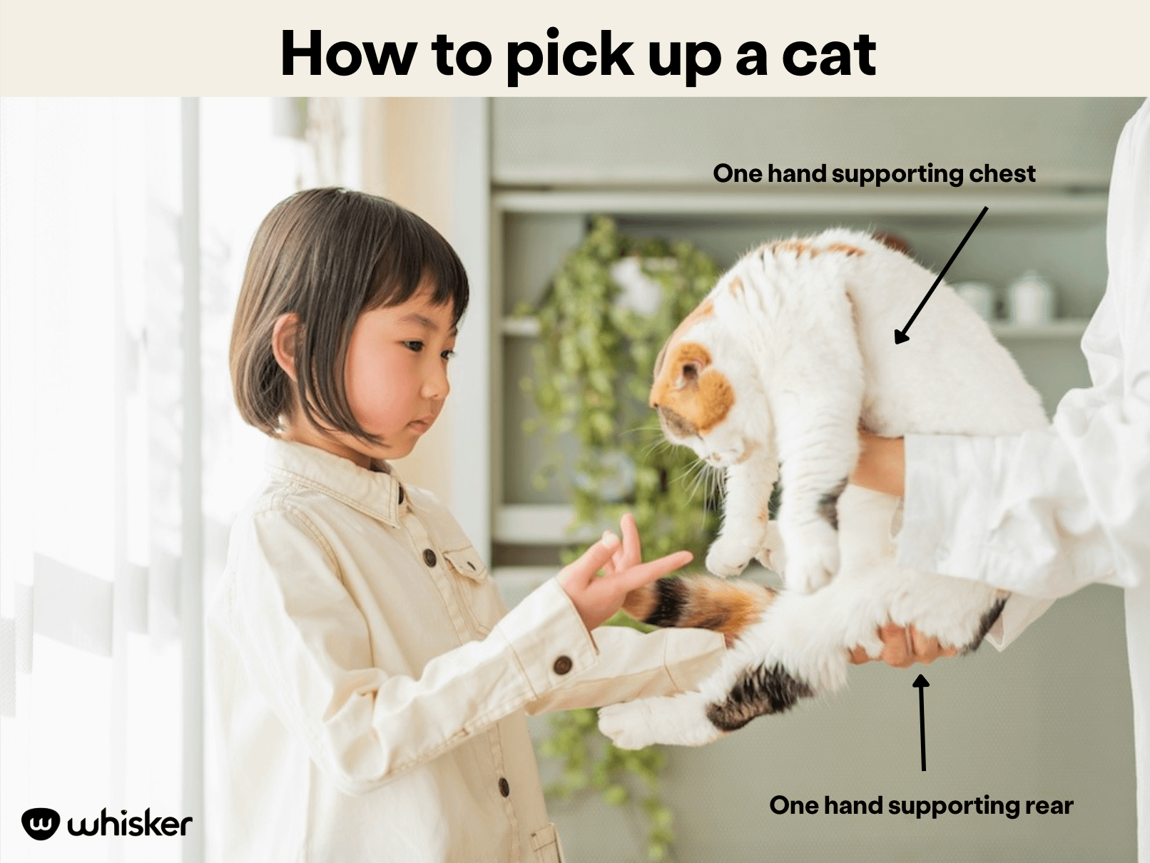 how to pick up a cat infographic