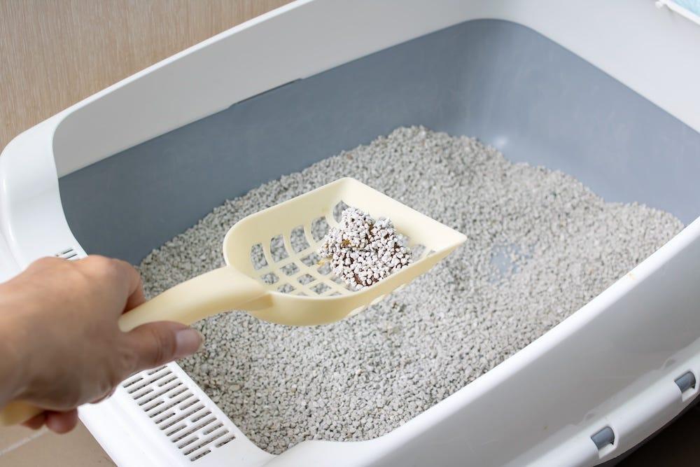 How To Clean a Litter Box Easy Step by Step Guide