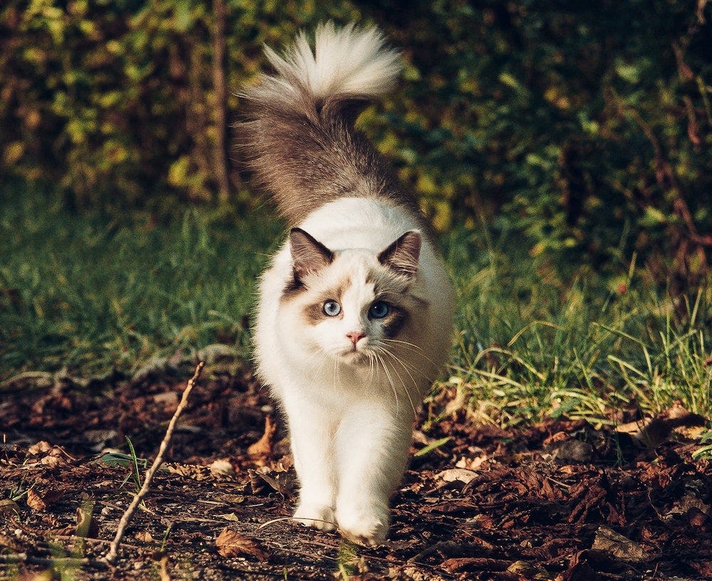 Ragdoll cat outside