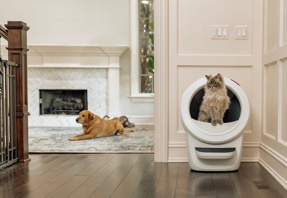 Cat stepping out of a Litter-Robot self cleaning litter box with dog laying in the background