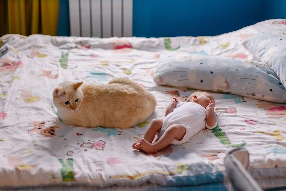 cat sitting next to newborn baby on bed