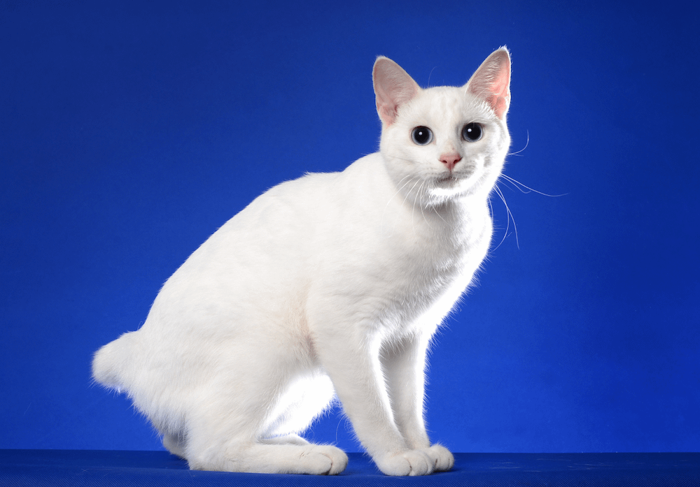 Japanese Bobtail cat