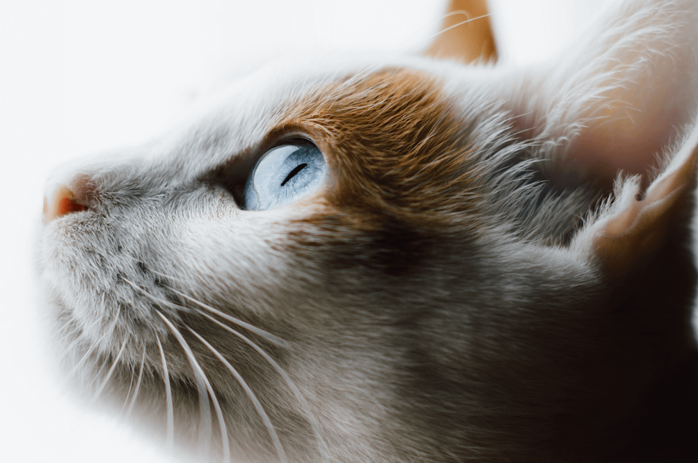 Japanese Bobtail cat face