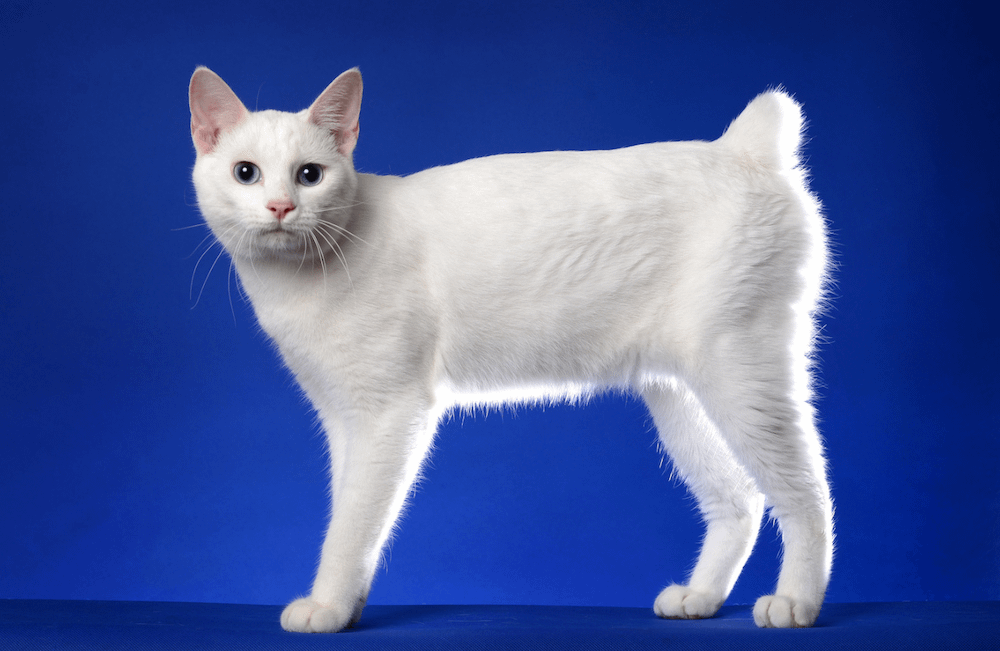 white Japanese Bobtail cat