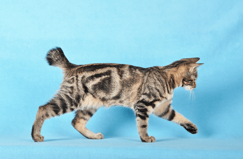 Japanese Bobtail cat with primordial pouch