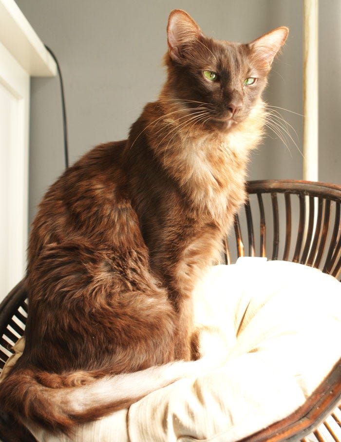 chocolate-tortie Javanese cat