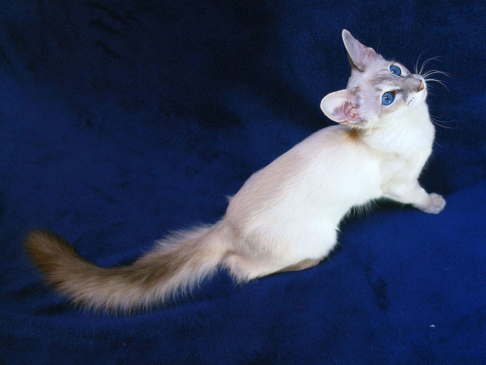 white Javanese cat