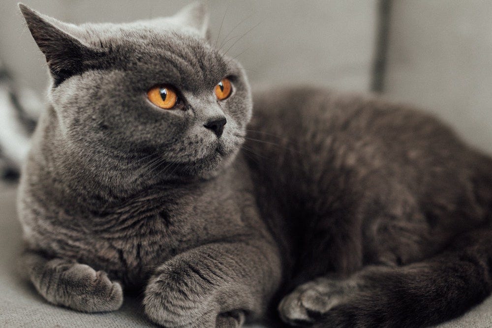 British Shorthair calm cat breed