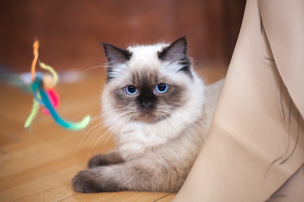 Ragdoll cat