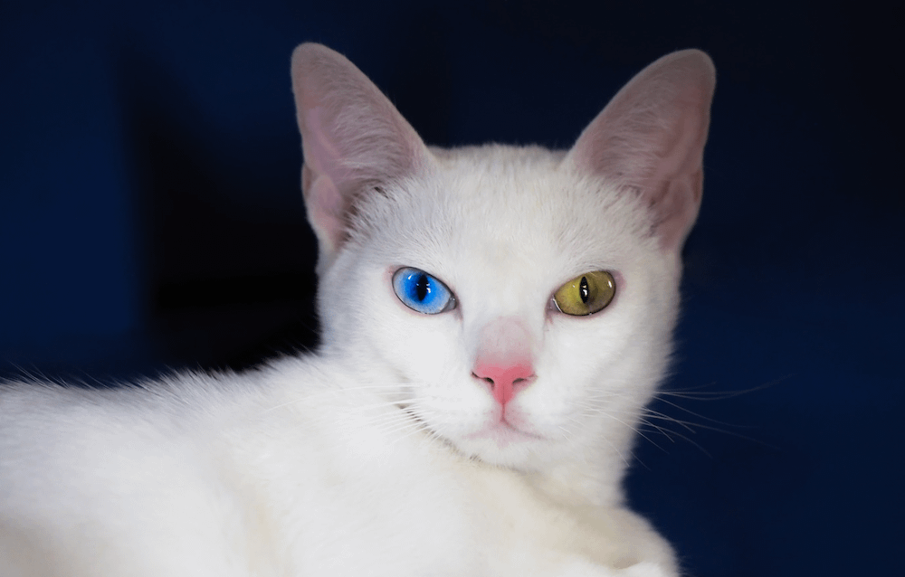 odd-eyed Khao Manee cat