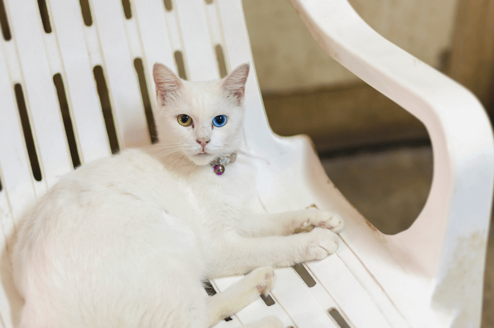 Khao Manee cat lying on a chair
