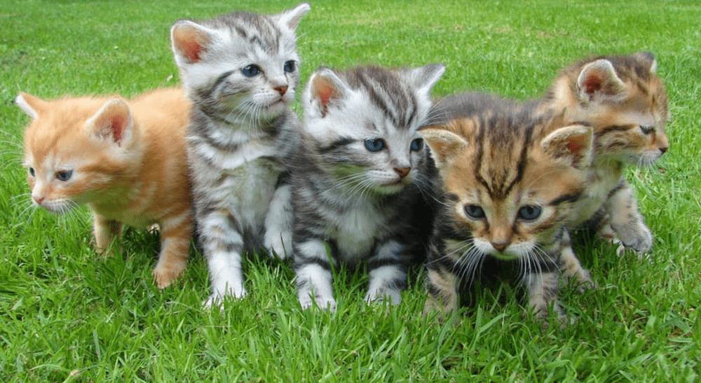 Name for a litter of kittens best sale