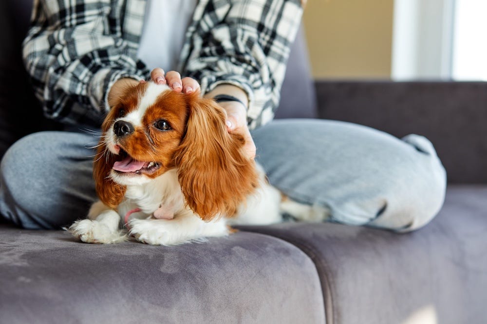 cavalier king charles spaniel - best low maintenance pets