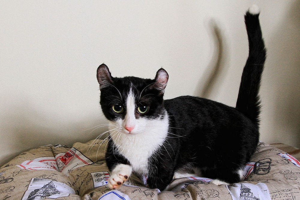 Kinkalow cat with raised tail