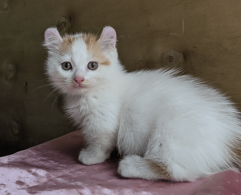Kinkalow kitten