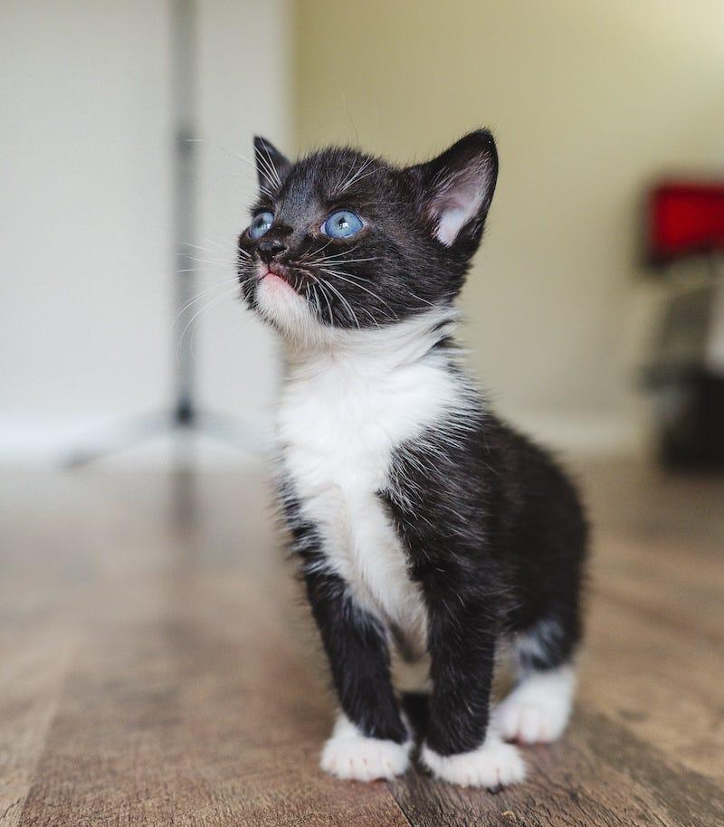 tuxedo kitten with blue eyes