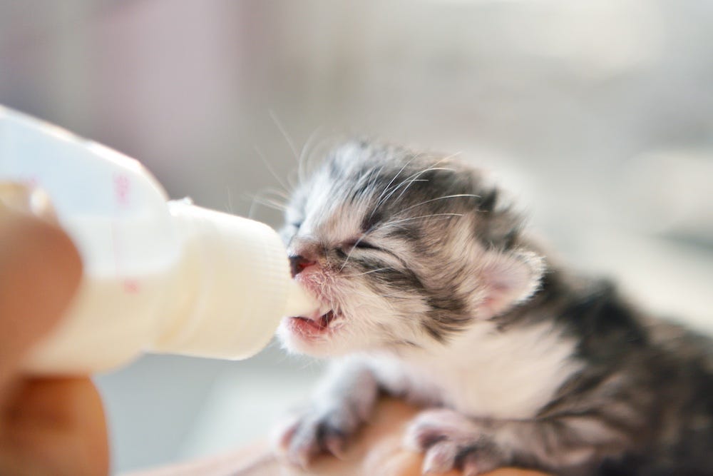 bottle feeding newborn kitten