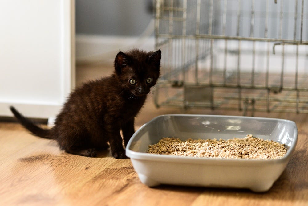 black kitten next to litter box