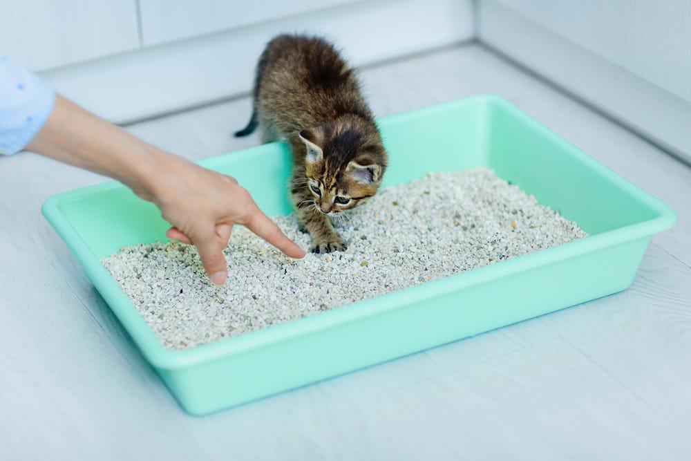 How to get kittens to poop in the litter box best sale